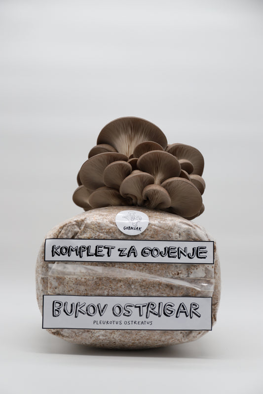 Komplet za gojenje - Bukov ostrigar - Gobnjak