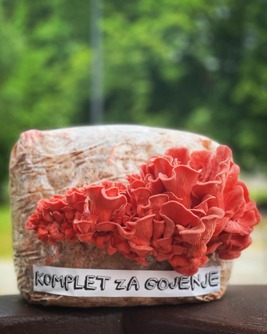 Komplet za gojenje - Roza ostrigar - Gobnjak