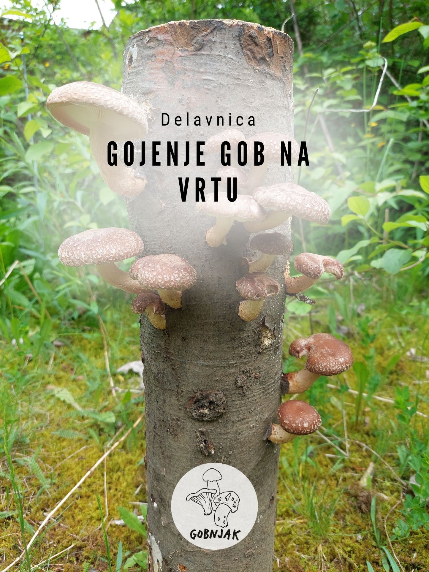 Gojenje gob na vrtu - 29. 9. - Gobnjak