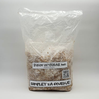 komplet za gojenje, beli bukov ostrigar, gojenje gob, mushroom cultuivation, oyster mushrooms, white oyster, statini, samooskrba