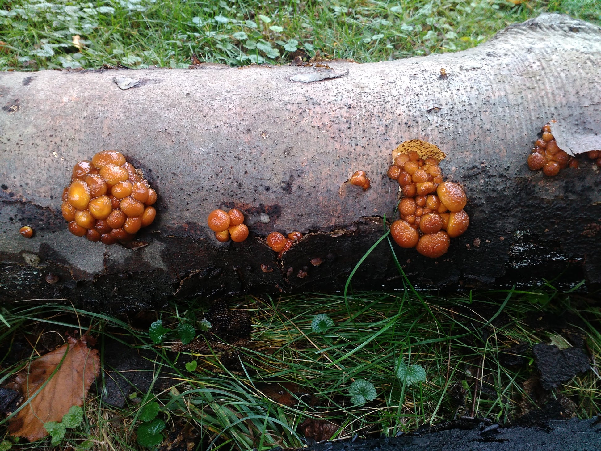 Gojenje gob na vrtu - 11. april - Gobnjak