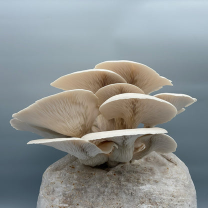 komplet za gojenje, beli bukov ostrigar, gojenje gob, mushroom cultuivation, oyster mushrooms, white oyster, statini, samooskrba