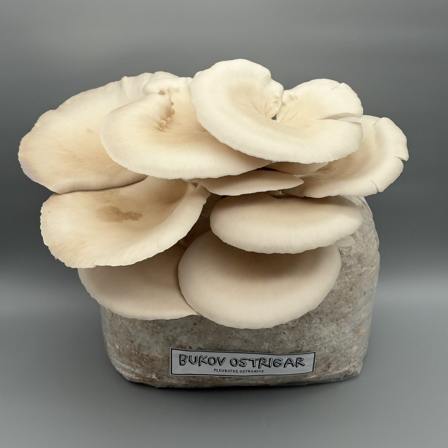 komplet za gojenje, beli bukov ostrigar, gojenje gob, mushroom cultuivation, oyster mushrooms, white oyster, statini, samooskrba