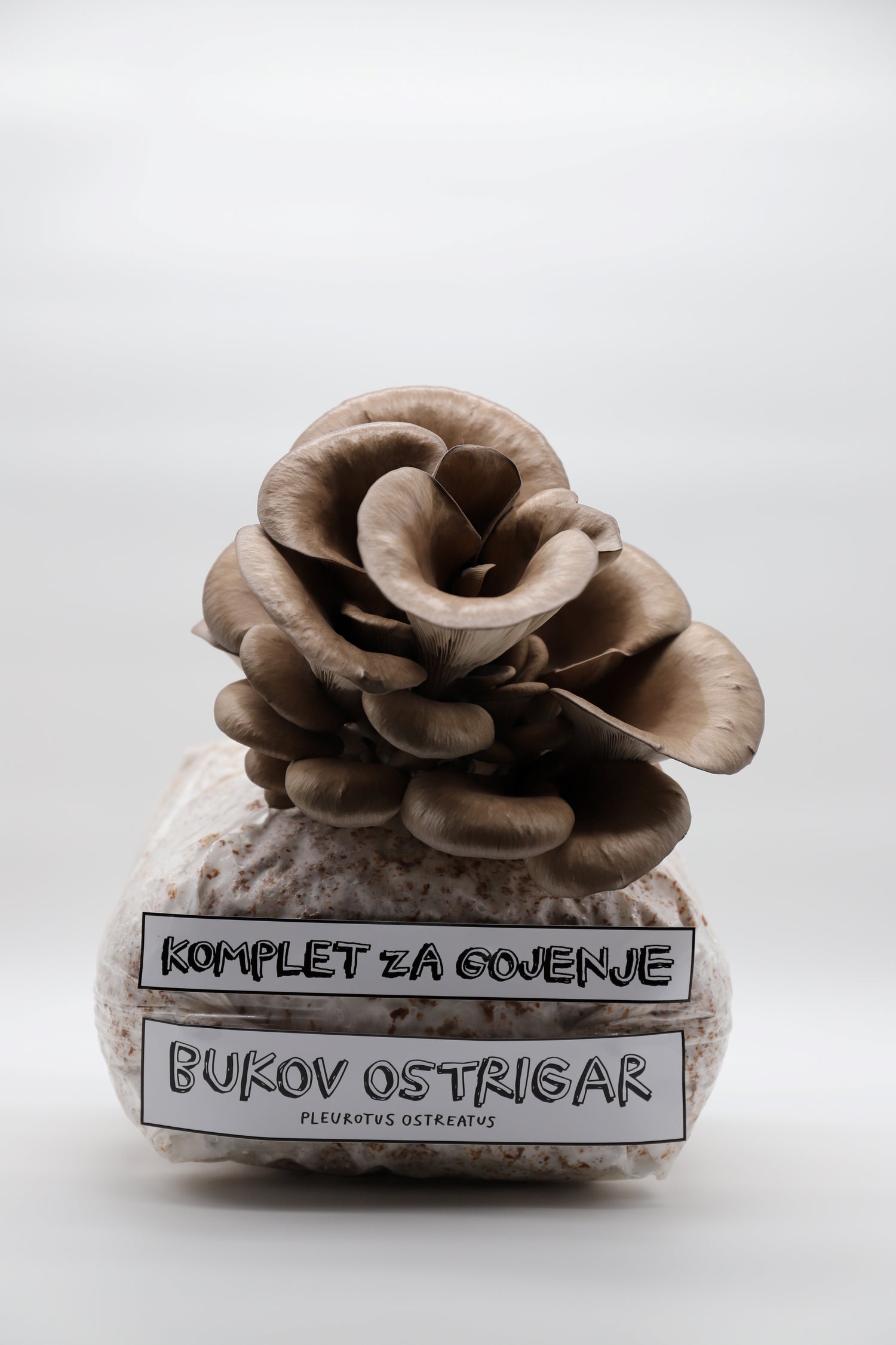 Komplet za gojenje - Bukov ostrigar - Gobnjak