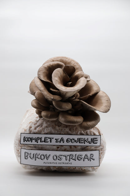 Komplet za gojenje - Bukov ostrigar - Gobnjak