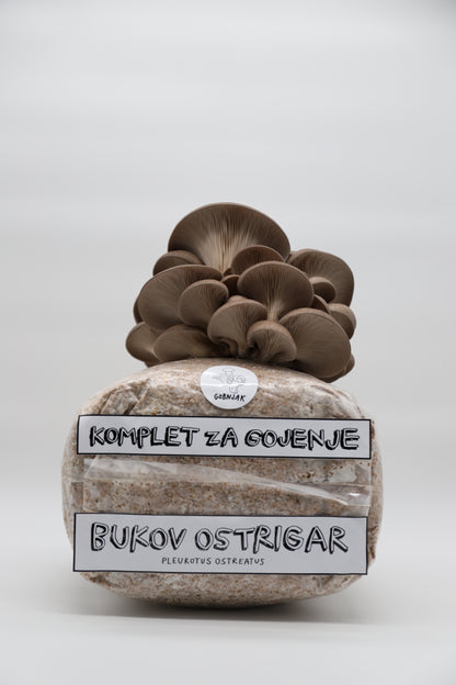 Komplet za gojenje - Bukov ostrigar - Gobnjak