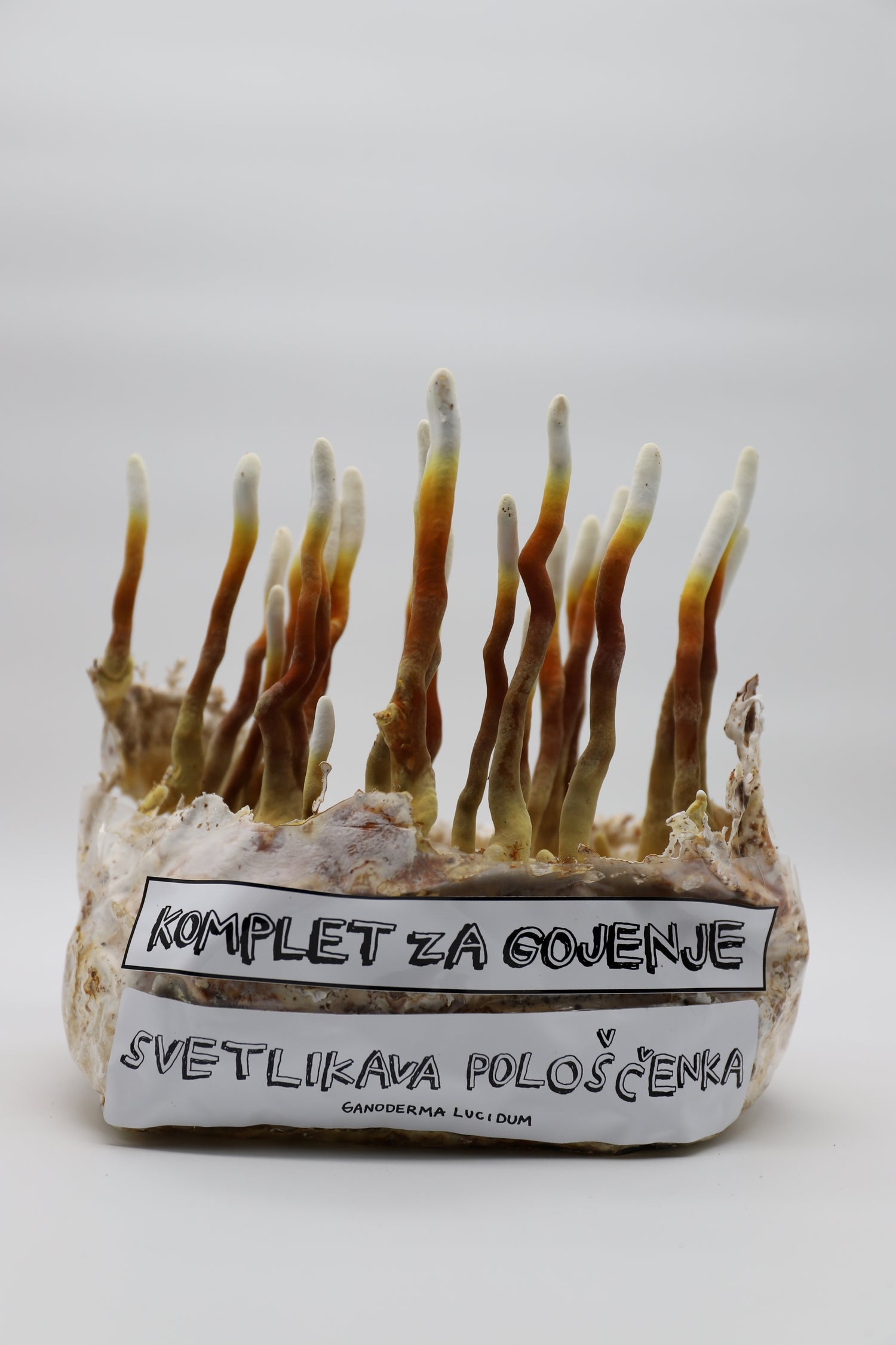 Komplet za gojenje - Reishi - Gobnjak